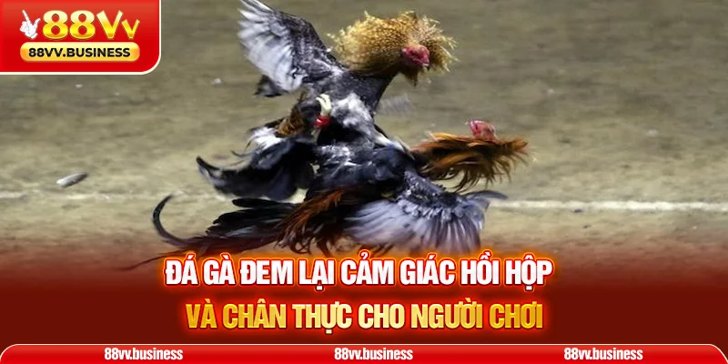 Đá gà đem lại cảm giác hồi hộp và chân thực cho người chơi