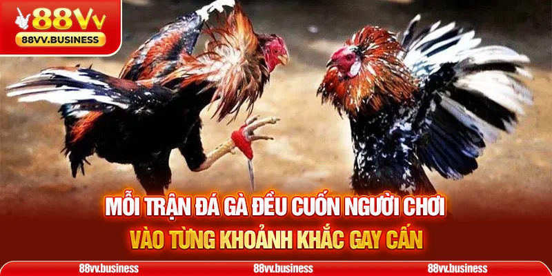 Mỗi trận đá gà đều cuốn người chơi vào từng khoảnh khắc gay cấn