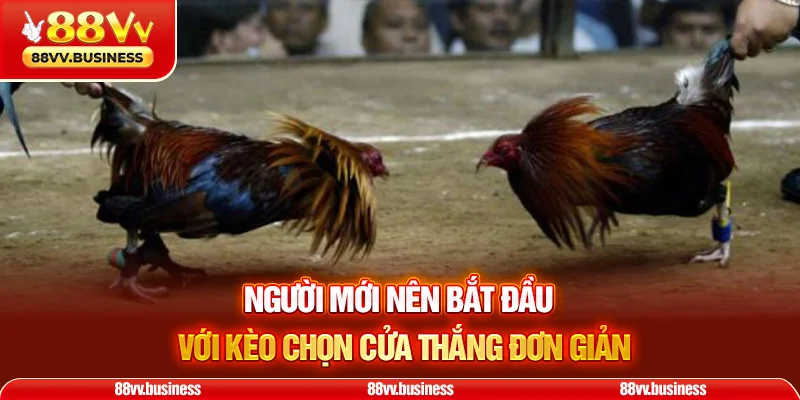 Người mới nên bắt đầu với kèo chọn cửa thắng đơn giản