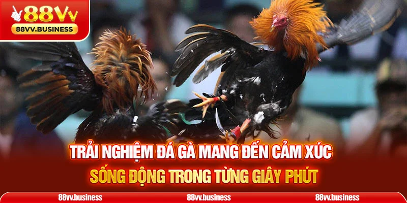Trải nghiệm đá gà mang đến cảm xúc sống động trong từng giây phút